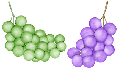 bunch of grapes green and purple grapes watercolor 