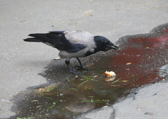A crow eats white bread soaked in a puddle on the asphalt