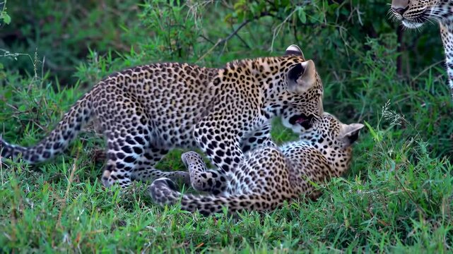 Playful leopard cubs in savanna