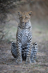 Female leopard sits under bush on branches