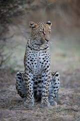 Female leopard sits under bush turning head
