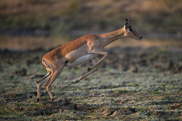 Female impala jumps up using hind legs