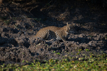 Female leopard lies by waterhole looking back