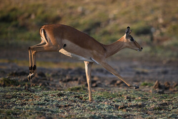 Female impala lands jump on one leg