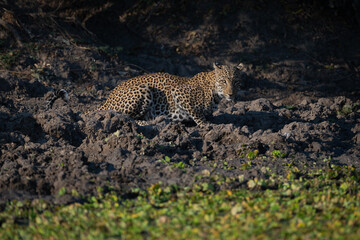 Female leopard lies watching camera from waterhole