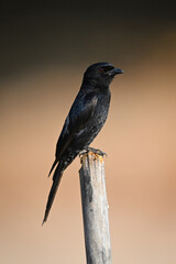 Fork-tailed drongo on bamboo post in profile