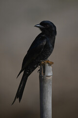 Fork-tailed drongo on bamboo post turns head