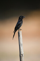 Fork-tailed drongo in profile on wooden post
