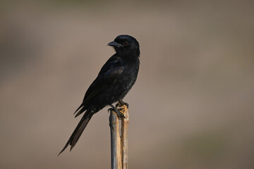Fototapeta premium Fork-tailed drongo turns head on split post