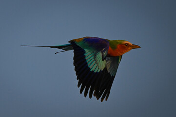 Lilac-breasted roller flaps wings in blue sky
