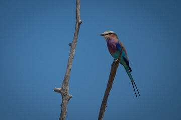 Lilac-breasted roller facing left on dead branch