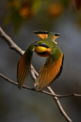 Lilac-breasted roller flies toward camera with catchlight