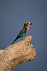 Lilac-breasted roller in profile on thick log