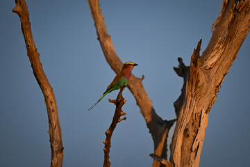 Lilac-breasted roller in profile in dead tree
