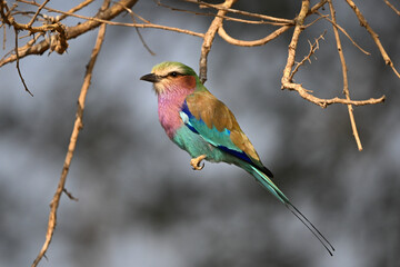 Lilac-breasted roller in profile among tangled branches