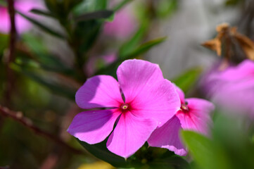 Pink Catharanthus Roseus Flower with Glossy Leaves in Summer Sunlight
