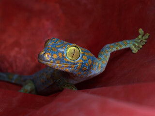 a gecko with a red background