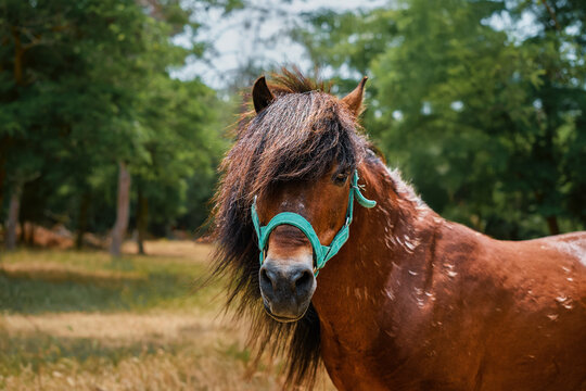 Portrait of red horse on the edge of the forest, horse looks at the camera during free grazing of animals, copy space concept of caring for domestic animals, interaction of humans and ecosystems