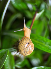 snail on a leaf
