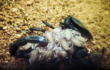 Mother scorpion holding baby scorpions. Scorpion protecting her babies. Mothers love concept.
