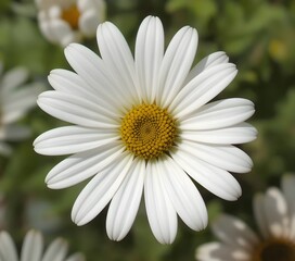 Obraz premium Vanilla Daisy (Leucheria suaveolens)** – A fragrant daisy with soft white petals