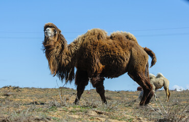 Lone camel standing in the Astrakhan steppe