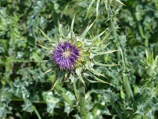 Purple thistle flower blooming in the field