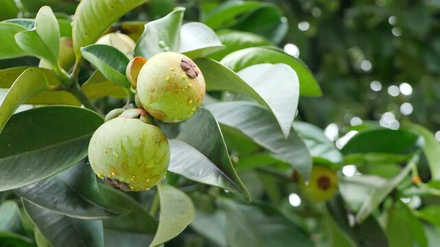 Fresh sapodilla fruits growing on tree branches in natural setting