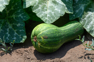 Fresh green zucchinis thriving in a well-tended farm field under the bright Mediterranean sun on Cyprus.