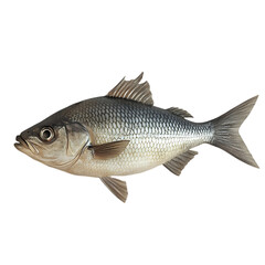 Detailed rendering of a silver fish isolated against a solid black background