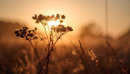 Obraz premium 夕日に照らされる野草のシルエットと夏の余韻