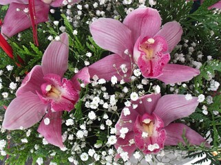 Pink boat orchids blooming beautifully in a bouquet with gypsophila and cedar