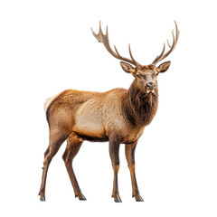 Fototapeta premium Irish Elk isolated on transparent background.