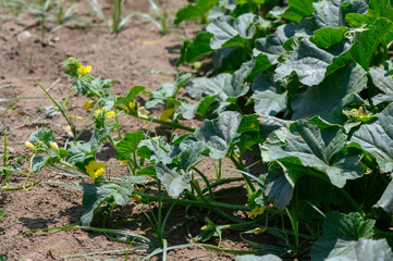Zucchini Flowers Blooming in a Cypriot Farm Field