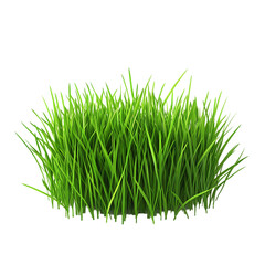 Fresh green grass isolated on black background for nature and environmental concepts