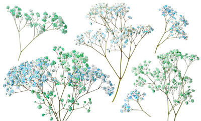 Gypsophila branches with small flowers in different colors on white background, collage