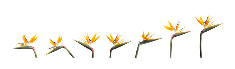 Bird of Paradise tropical flowers on white background, set
