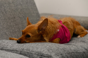 Red Miniature Pinscher Dog Resting After Surgery with Bandage