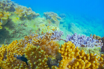 Clear blue waters showcase a rich biodiversity of marine life. Colourful soft corals formations and variety of fish thrive in the tropical underwater environment.