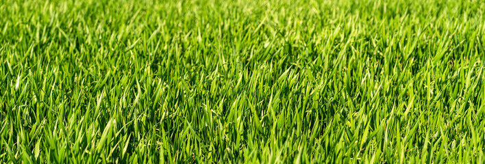 Close up of young cereal plant in field. 