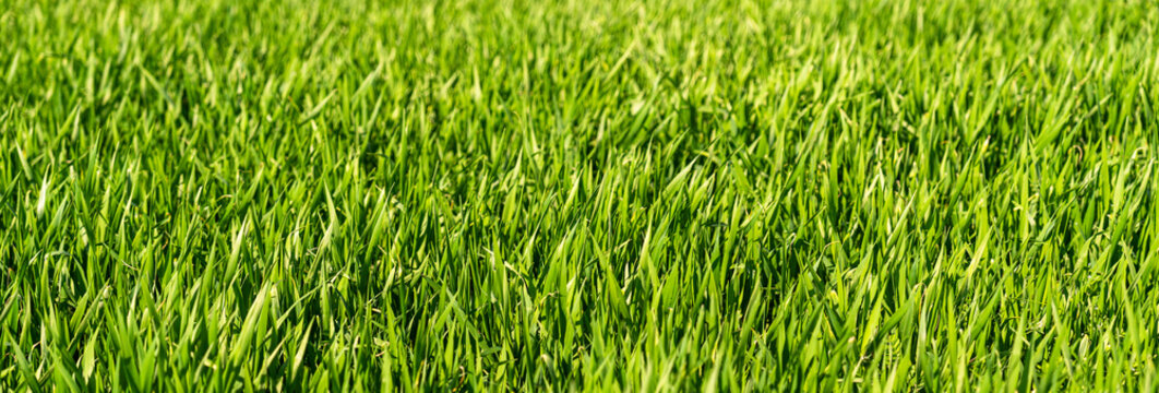 Close up of young cereal plant in field. 