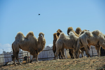 Pair of camels grazing in the arid fields of Astrakhan region, Russia.