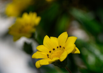 A vibrant Gazania rigens flower, also known as treasure flower