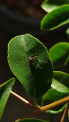 Close-up of a mosquito resting on a green leaf with natural sunlight and blurred background, showcasing nature and insect life
