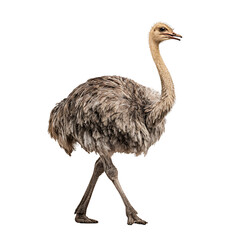 Ostrich in Motion: A striking visual of a stately ostrich strides confidently, showcasing its unique physique, graceful posture, and natural elegance.