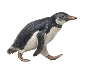 Gentoo Penguin Strut: A photorealistic close-up of a gentoo penguin takes a confident stride, showcasing its distinct features and capturing the spirit of determination.