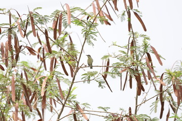 Fototapeta premium Purple sunbird female in jungle
