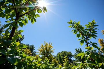 Fototapeta premium sunlight exposure controlling plant height and leaf size, which affects canopy structure and photosynthetic efficiency.