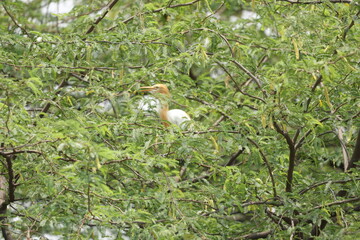 Eastern cattle egret 