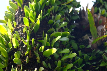 Pyrrosia piloselloides is one of several types of epiphytic ferns known as dragon scales, duduitan,...